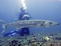 Huge Great Barracuda (Sphyraena barracuda) - Tulamben, Ba... by Marco Waagmeester 